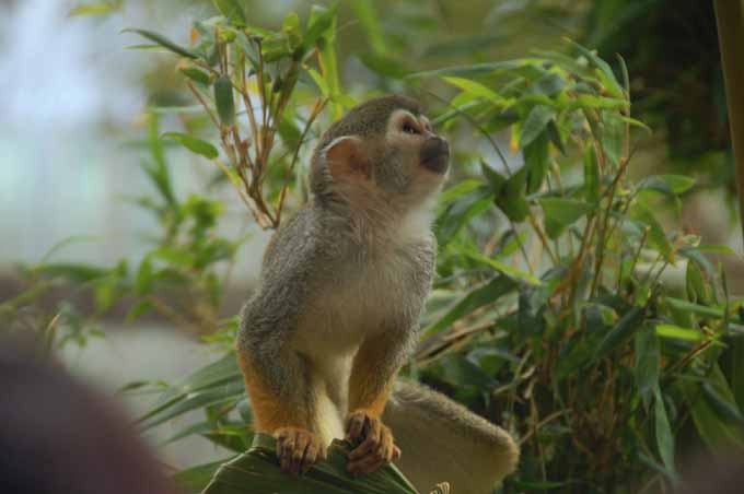 common squirrel monkey